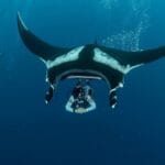 La ligue des animaux marins extraordinaires – La raie manta, Wonder Woman des océans