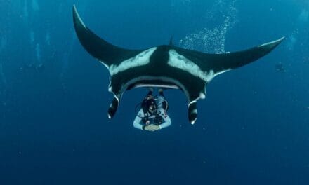 La ligue des animaux marins extraordinaires – La raie manta, Wonder Woman des océans