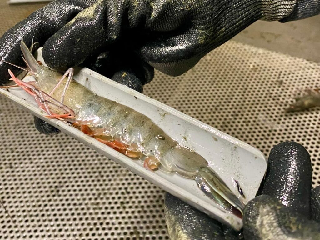 upra
