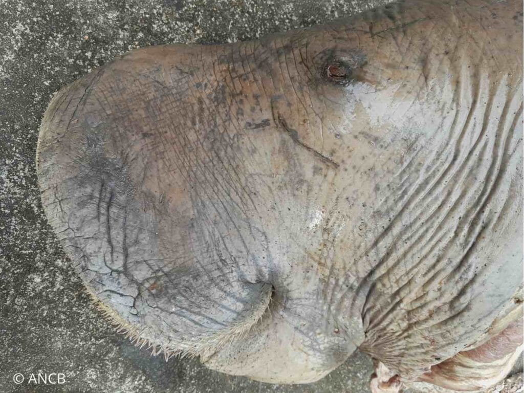 dugong