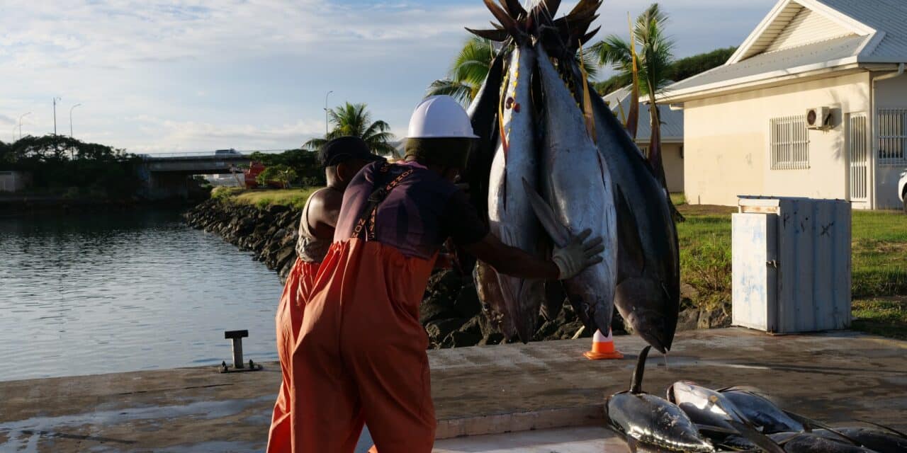 Cap sur une pêche calédonienne sous contrôle