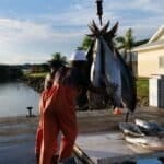 Cap sur une pêche calédonienne sous contrôle