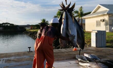 Cap sur une pêche calédonienne sous contrôle