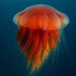 La ligue des animaux marins extraordinaires – La méduse à crinière de lion, le Thor des mers