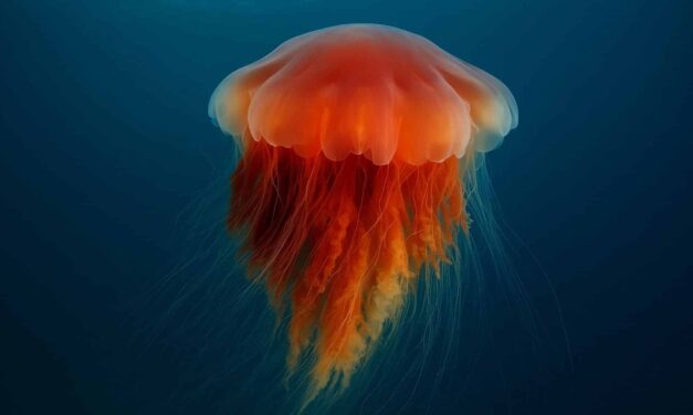 La ligue des animaux marins extraordinaires – La méduse à crinière de lion, le Thor des mers