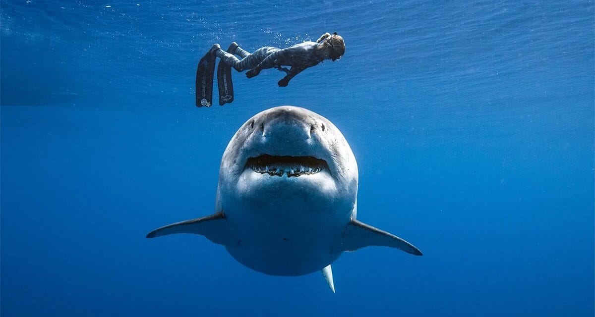 Comment éviter un remake des Dents de la mer ?