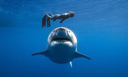 Comment éviter un remake des Dents de la mer ?