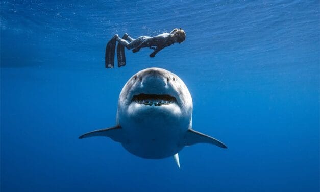 Comment éviter un remake des Dents de la mer ?