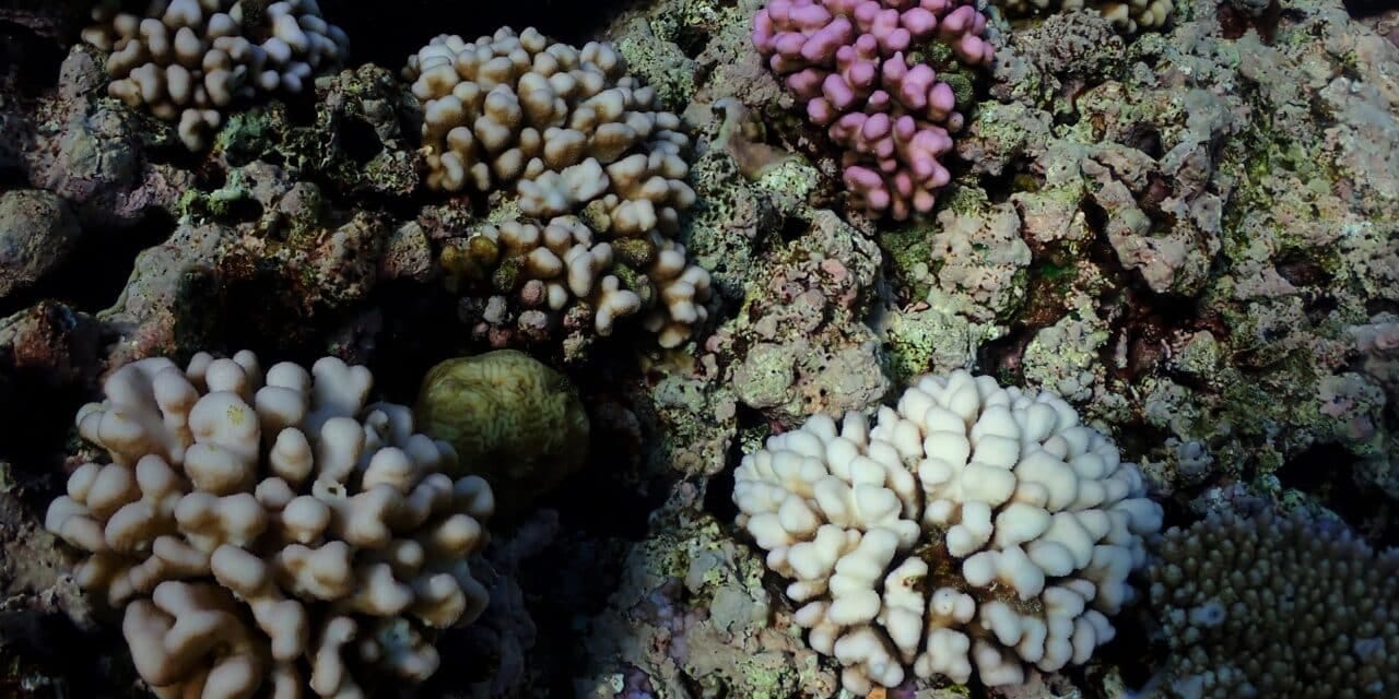 Les coraux ont-ils la clé de leur propre survie ?