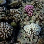 Les coraux ont-ils la clé de leur propre survie ?