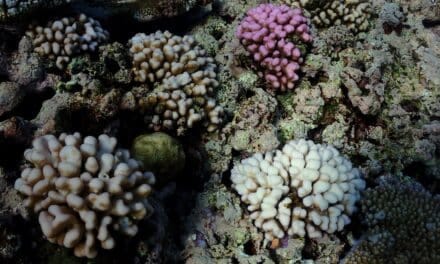 Les coraux ont-ils la clé de leur propre survie ?