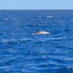 3 Questions À Solène Derville, sur l’observation rare d’une baleine à bec de Cuvier