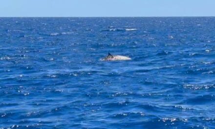 3 Questions À Solène Derville, sur l’observation rare d’une baleine à bec de Cuvier