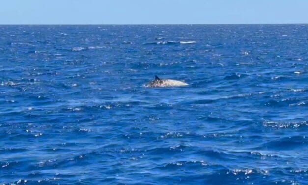 3 Questions À Solène Derville, sur l’observation rare d’une baleine à bec de Cuvier