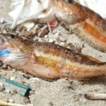 Le microplastique au menu des poissons du Pacifique