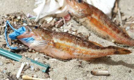 Le microplastique au menu des poissons du Pacifique
