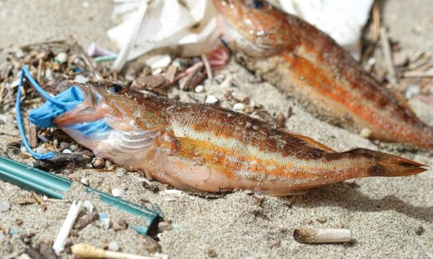 Le microplastique au menu des poissons du Pacifique