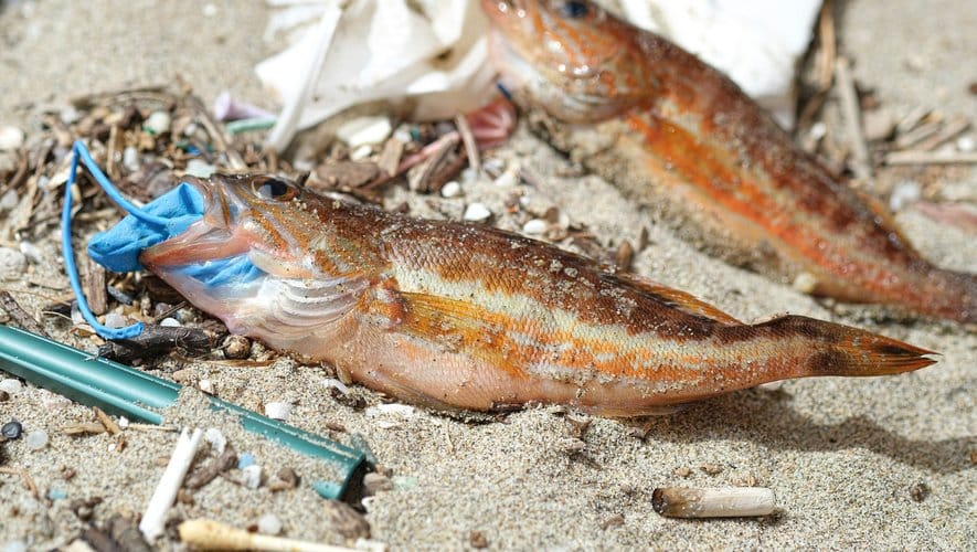 Le microplastique au menu des poissons du Pacifique