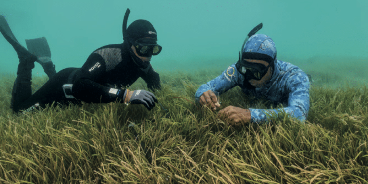 Les herbiers marins : et si tout reposait sur une plante ?