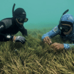 Les herbiers marins : et si tout reposait sur une plante ?