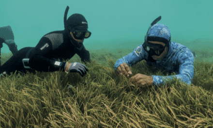 Les herbiers marins : et si tout reposait sur une plante ?