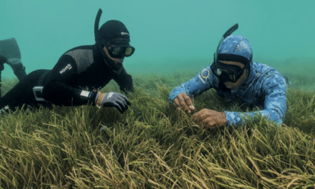 Les herbiers marins : et si tout reposait sur une plante ?