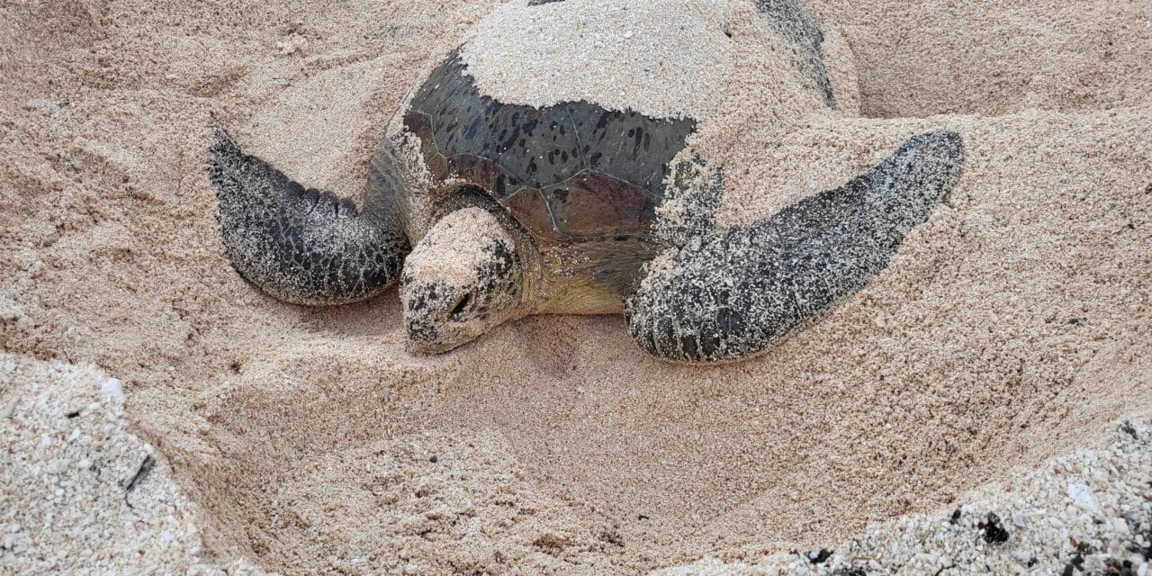 3 questions à Julie Pezin et Marc Oremus, pour comprendre et protéger les tortues marines d’Entrecasteaux