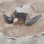 3 questions à Julie Pezin et Marc Oremus, pour comprendre et protéger les tortues marines d’Entrecasteaux