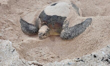 3 questions à Julie Pezin et Marc Oremus, pour comprendre et protéger les tortues marines d’Entrecasteaux