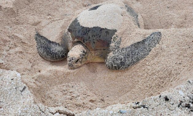 3 questions à Julie Pezin et Marc Oremus, pour comprendre et protéger les tortues marines d’Entrecasteaux