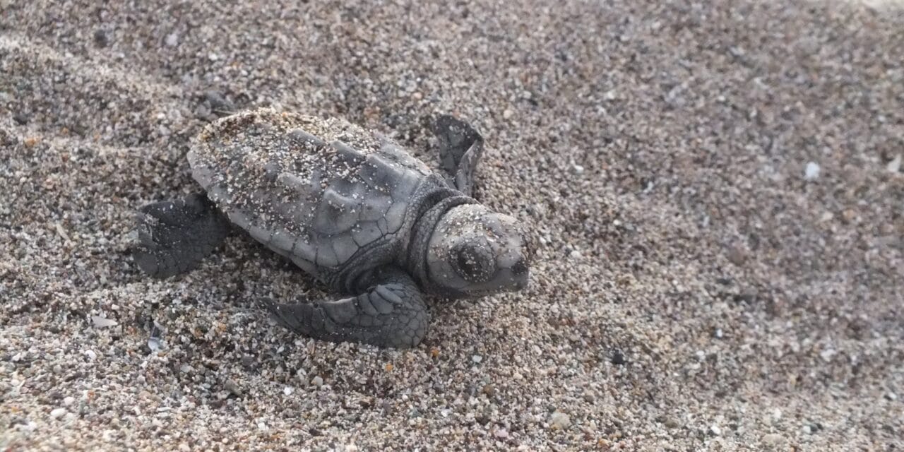 Longue vie aux Tortues Ninja