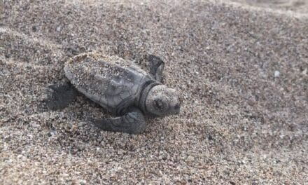 Longue vie aux Tortues Ninja