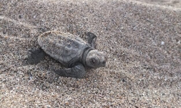 Longue vie aux Tortues Ninja