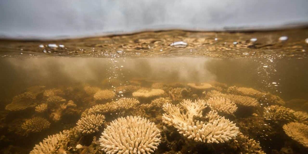 Les océans sont chauds bouillants