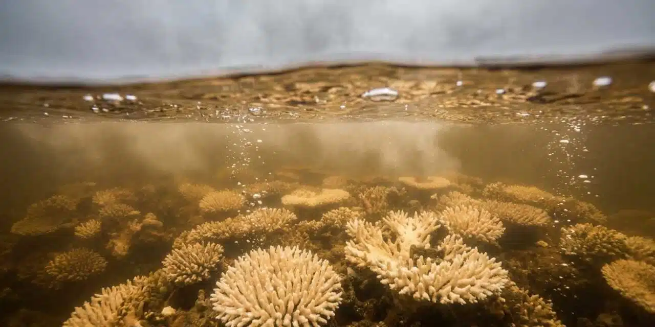 Les océans sont chauds bouillants