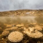 Les océans sont chauds bouillants