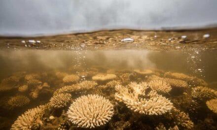 Les océans sont chauds bouillants
