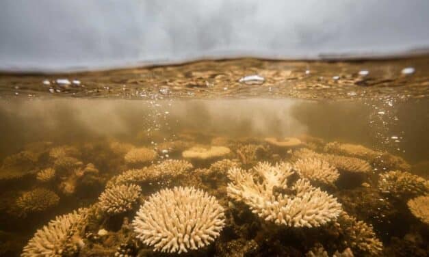Les océans sont chauds bouillants