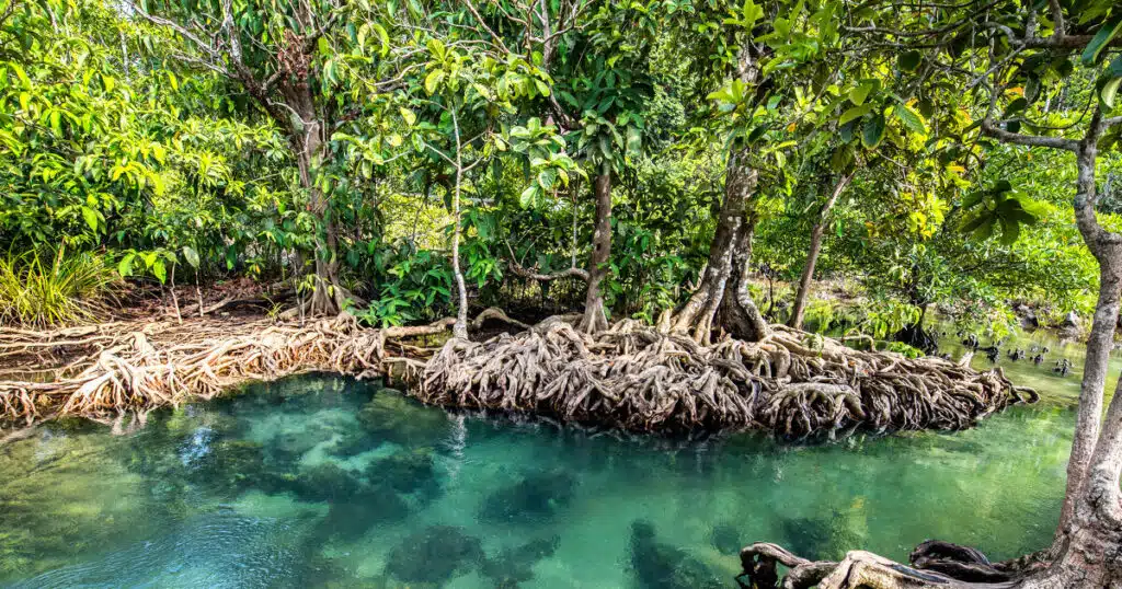 espèces fondatrices