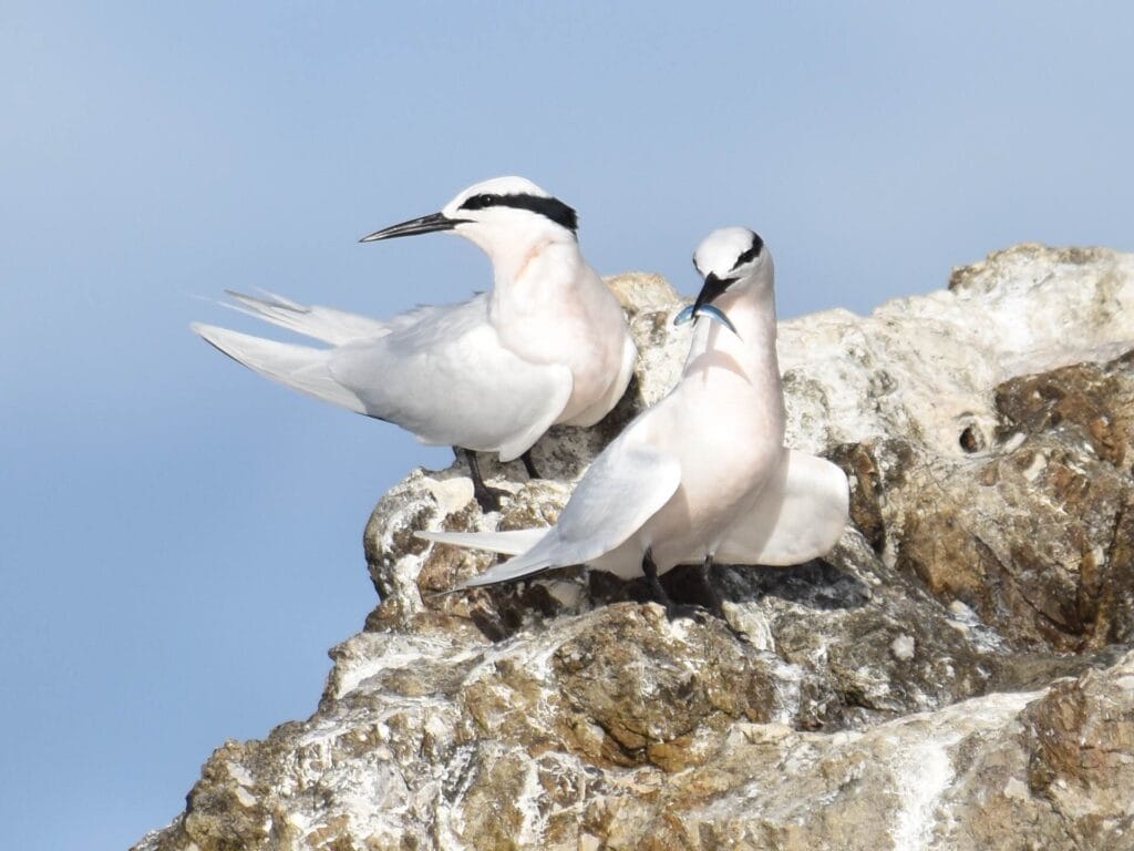 sternes à nuque noire