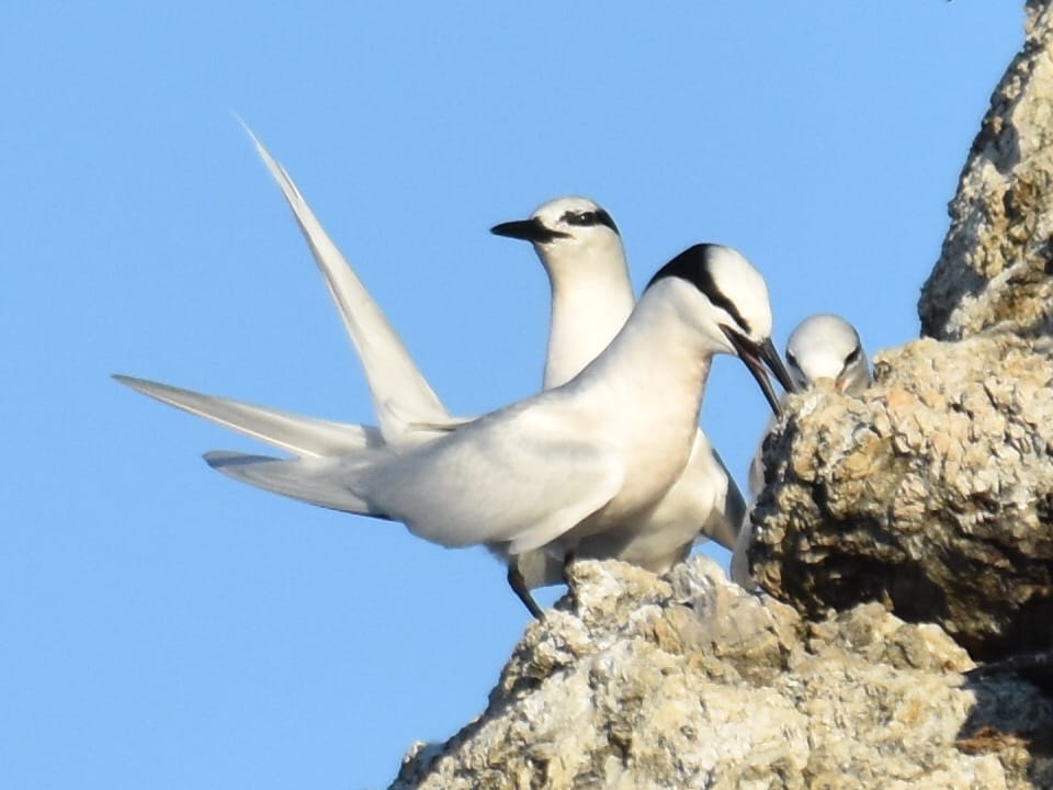 sternes à nuque noire