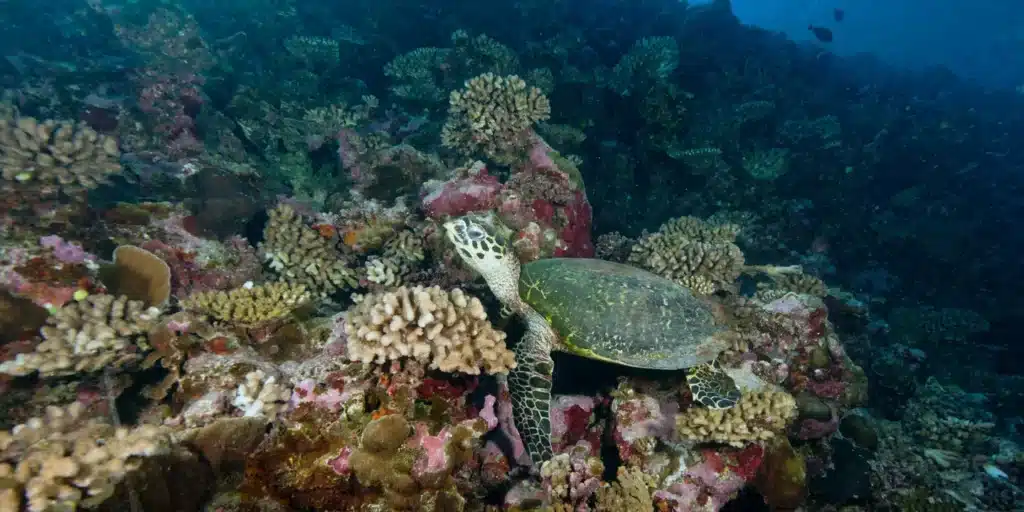 espèces fondatrices