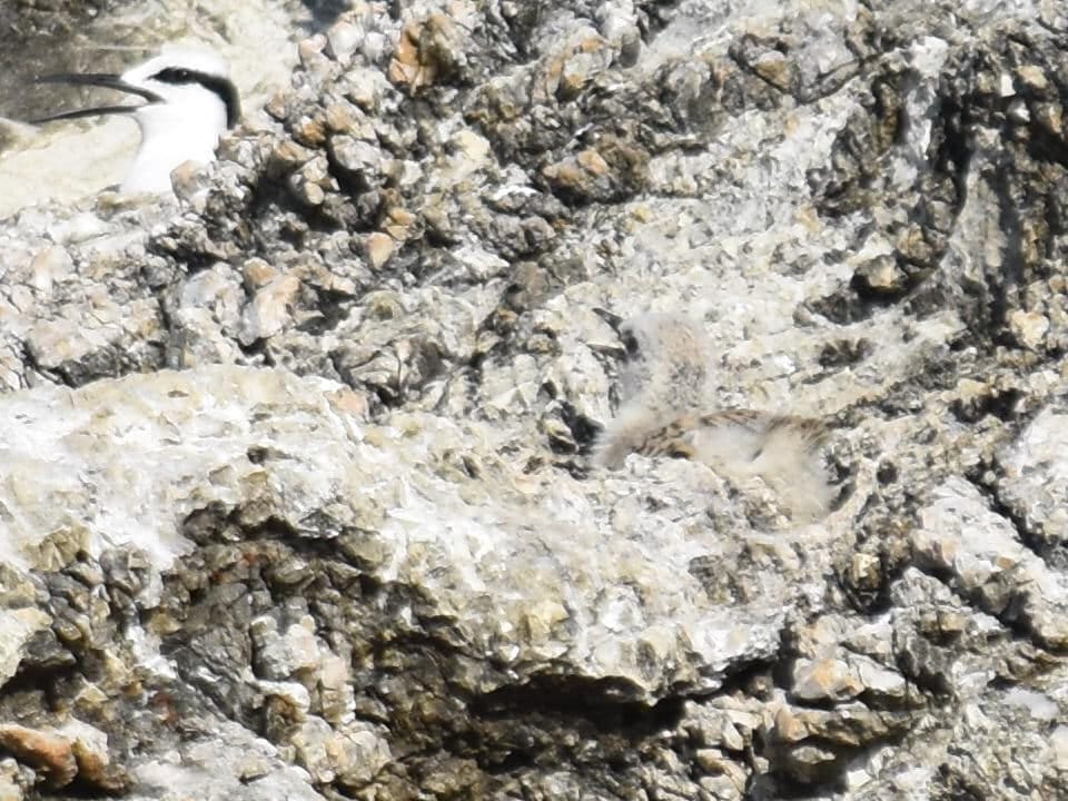 sternes à nuque noire