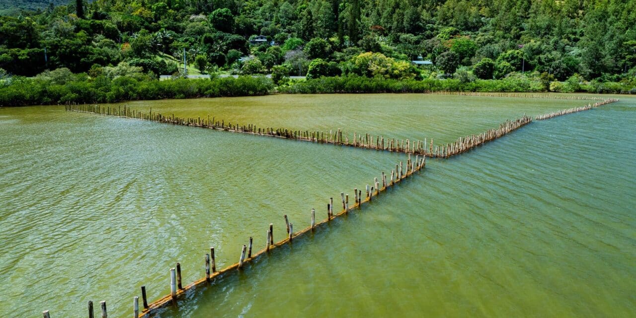 Aux arbres, citoyens !