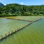 Aux arbres, citoyens !