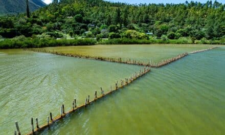 Aux arbres, citoyens !