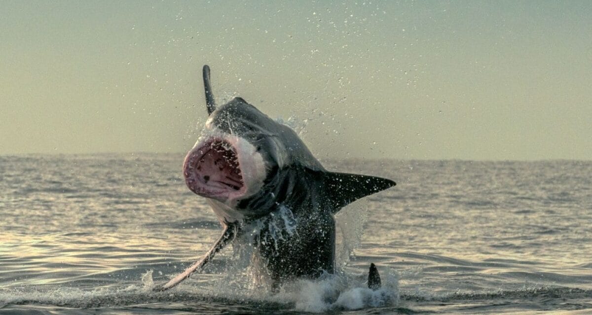 Peur bleue en Nouvelle-Calédonie