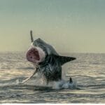 Peur bleue en Nouvelle-Calédonie