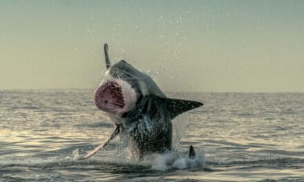 Peur bleue en Nouvelle-Calédonie