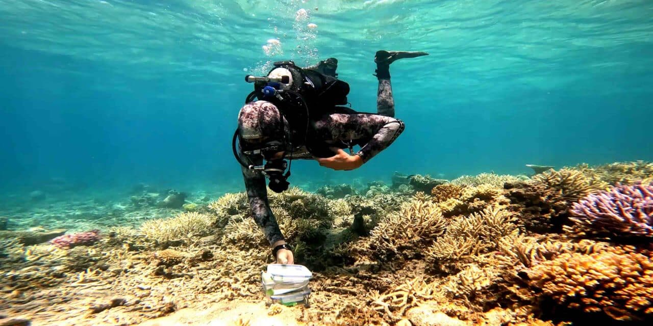 Rencontre avec Nicolas Garcia-Seyda, cuisto pour les coraux